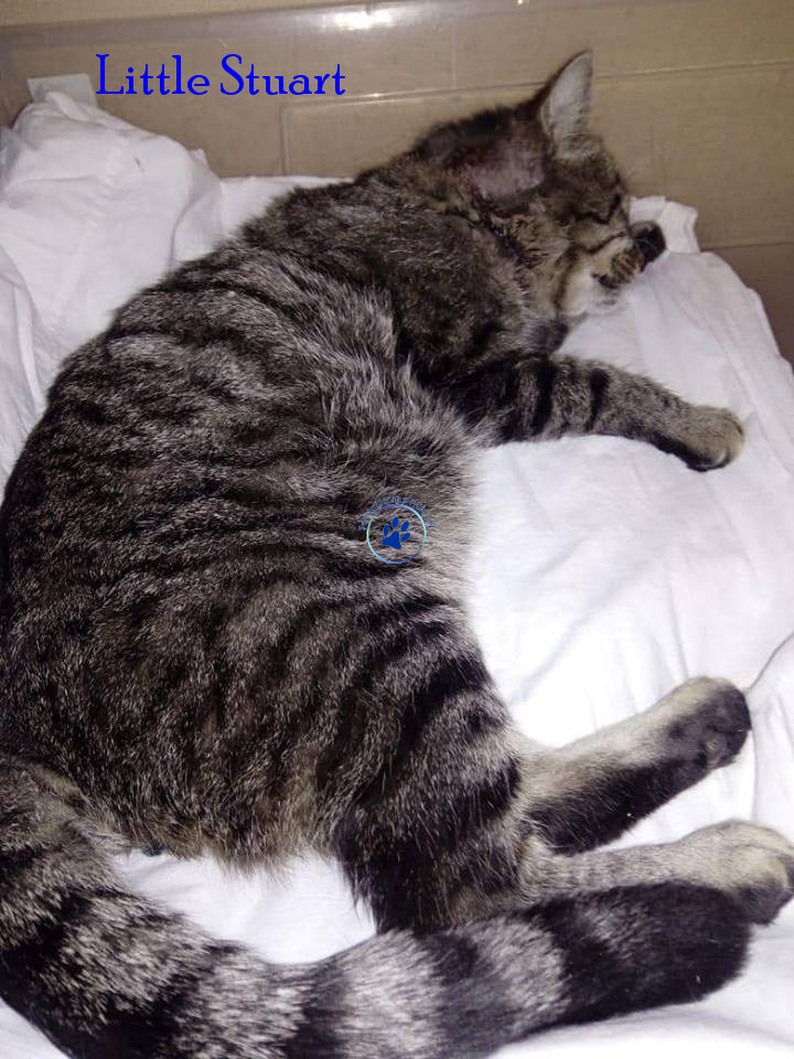 Irina/Katzen/Little Stuart/Little Stuart01mN.jpg